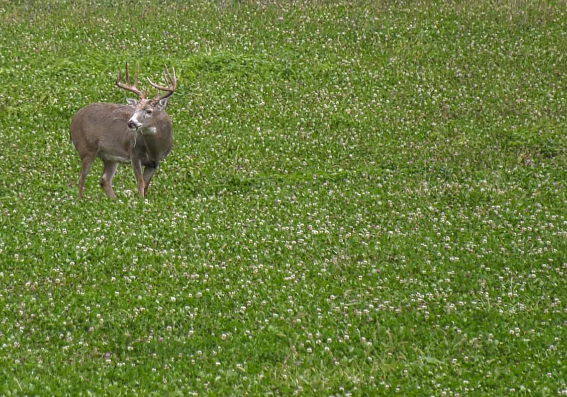 Wildlife Food Plots