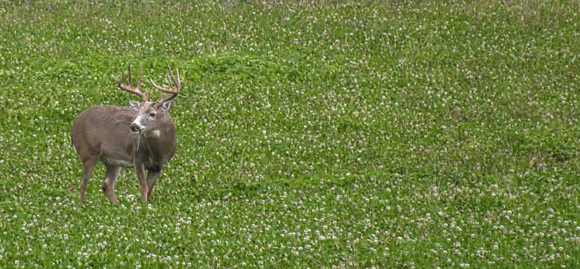 Wildlife Food Plots